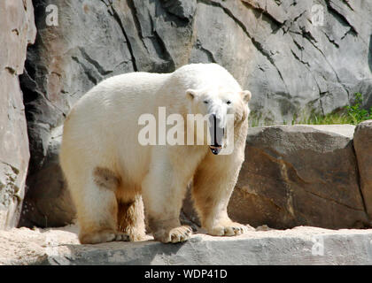 Polar bear standing on a plateau, Latin Ursus maritimus Stock Photo