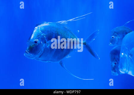 Selena vomer. Fish in the night, sea background for a screensaver Stock Photo