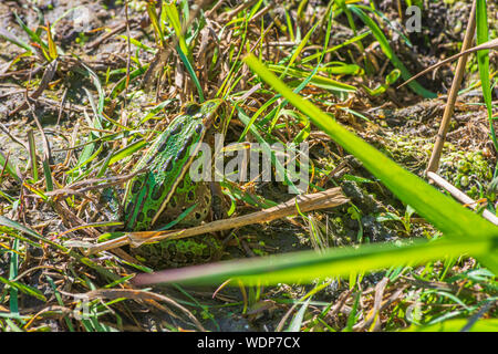 Adult Northern Leopard frog (Lithobates pipiens) sits in shoreline grass near wetland pond, Castle Rock Colorado US. Photo taken in late August. Stock Photo