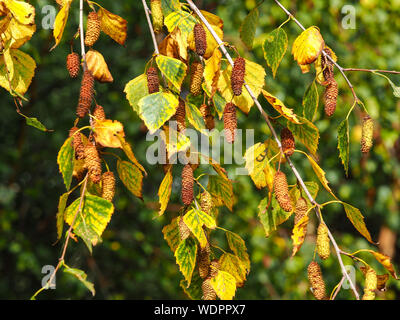 Changing leaves and catkins on a silver birch tree in early autumn Stock Photo