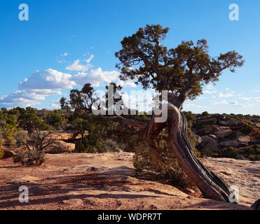 An Unusual Tree Grows on the Edge of the Grand Canyon Stock Photo