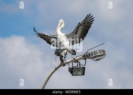 Australian Pelican landing on light pole Stock Photo