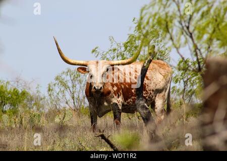 Texas Longhorn standing in a pasture near Llano, Texas, USA. Stock Photo