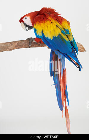 Back of macaw parrot isolated on white studio background Stock Photo ...