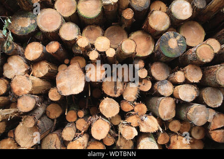 cut tree branches stacked up into a pile of logs Stock Photo