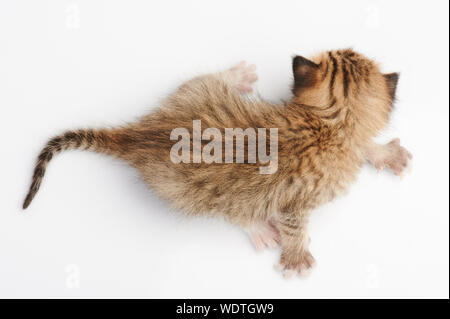 Small brown kitty above top view isolated on white background Stock Photo