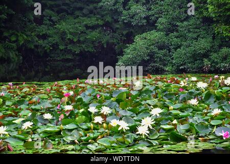 Traditional Japanese Gardens In Public Parks In Tokyo Japan Views Of Stone Lanterns Lakes Ponds Bonsai And Wildlife Walking Around Paths And Trai Stock Photo Alamy