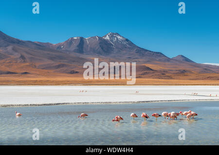 A few hundred James and Chilean flamingos in the Canapa Lagoon, Andes mountain range near the Uyuni salt flat, Bolivia. Stock Photo