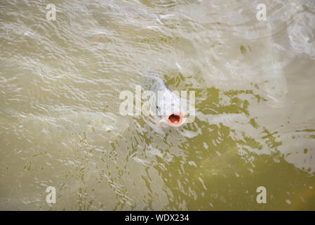 Tilapia farm swimming on surface in the river / Fresh tilapia fish and various freshwater feeding fish and floating water surface Stock Photo