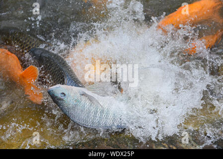 Tilapia farm swimming and jumping on surface in the river / Fresh tilapia fish and various freshwater feeding fish enjoy and floating water surface Stock Photo