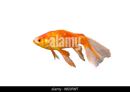 Goldfish long-tail breed in china. isolated on white background Stock Photo