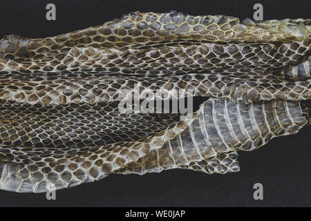 Part of old dropped grass snake (lot. Natrix natrix, ringed snake or water snake) skins on black background surface Stock Photo