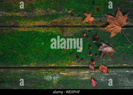 Old wooden table with moss and scattered fallen leaves. Autumn texture with copy space Stock Photo