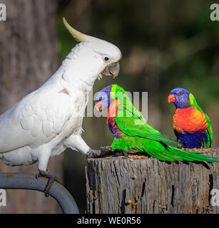 cockatoo Stock Photo