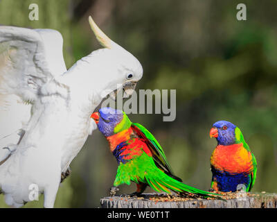 cockatoo Stock Photo