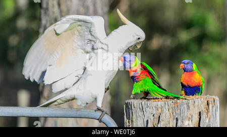 cockatoo Stock Photo