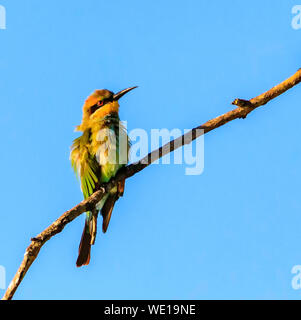 Rainbow Bee Eater sitting on a branch in the sun with blue sky background Stock Photo