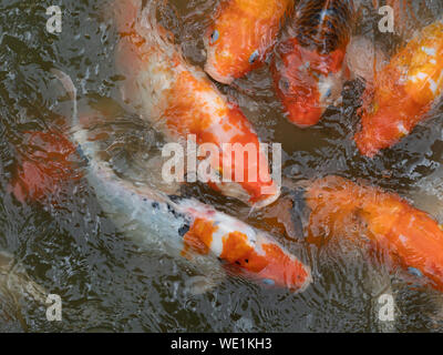 Orange and white koi fish in a pond photographed from above. Stock Photo