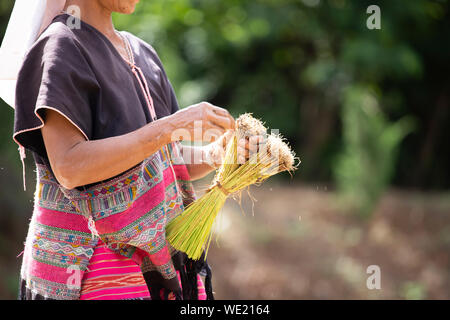 Asian farmer transplant rice seedlings in rice field. Farmer planting rice in the rainy season in Thailand. Stock Photo