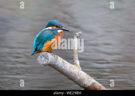 young common kingfisher (alcedo atthis) sitting on perch in water