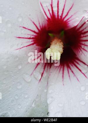 Full Frame Shot Of Water Drops On White Hibiscus