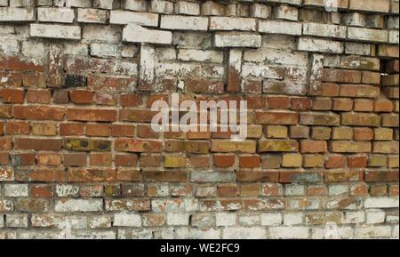 White brick wall real with rose from rain to red brick - texture. Stock Photo