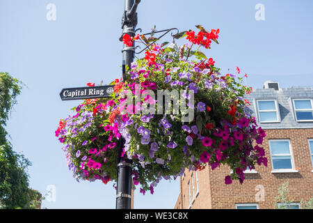 Capital Ring signage and hanging baskets on Richmond Green, Richmond, Surrey, England, UK Stock Photo