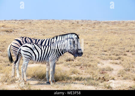 Two zebras stand next to each other close up in Etosha National Park, Namibia, South Africa Stock Photo