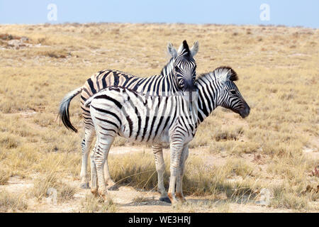 Two zebras stand next to each other close up in Etosha National Park, Namibia, South Africa Stock Photo