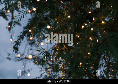 Tree decorated with lights for Christmas Stock Photo