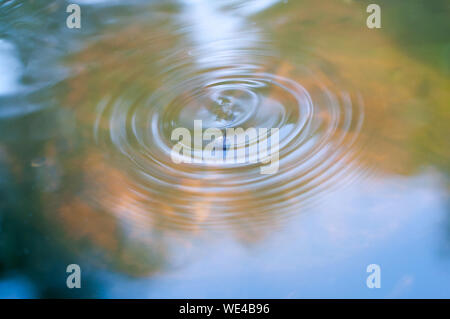 Wave circles on the water and blue reflections from tadpole Stock Photo