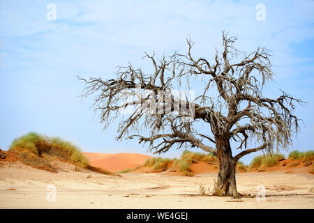 Landscape with dead dry camel acacia tree with big crown on orange sand dunes and blue sky background, Naukluft National Park Namib Desert, Namibia Stock Photo
