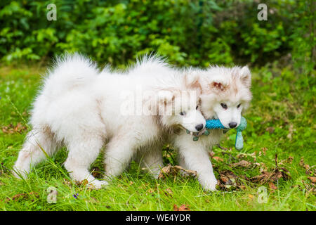 Two Funny fluffy white Samoyed puppies dogs are playing on the green grass Stock Photo