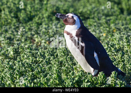 African spheniscus penguin on green grass background in sunny day close up, South Africa coast Stock Photo
