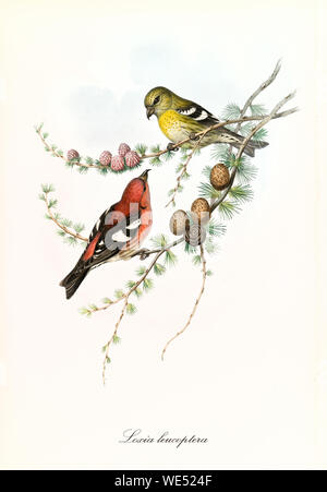 Two cute yellow and red parrots together on a thin pine branch isolated over a white background. Old illustration of White-Winged Crossbill (Loxia leucoptera). By John Gould, In London 1862 - 1873 Stock Photo
