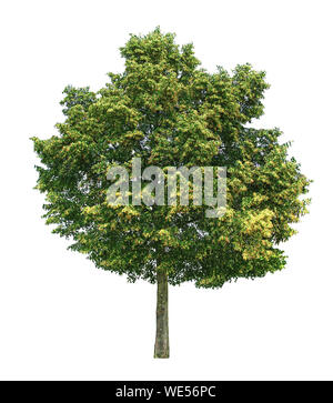 Young linden tree in bloom isolated on white background. Stock Photo