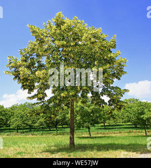 Young linden tree in bloom isolated . Stock Photo