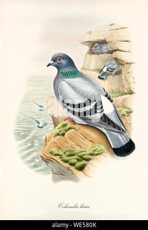 Dove on a rock looking at the sea. Other exemplars flying on background. Vintage style hand colored illustration of Rock dove (Columba livia). By John Gould publ. In London 1862 - 1873 Stock Photo