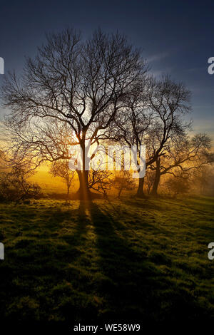 Late afternoon sunlight shines through an old Ash Tree, Fraxinus excelsior, with autumn ground mist on the wolds, East Yorkshire, UK. Sunset Stock Photo