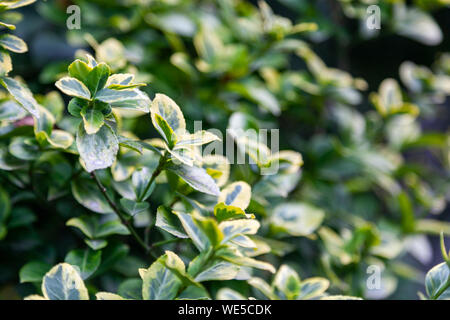 Euonymus japanese microfillus. Close-up of a beautiful fresh bush branch with green and light yellow leaves, the background is blurred. euonymus japan Stock Photo