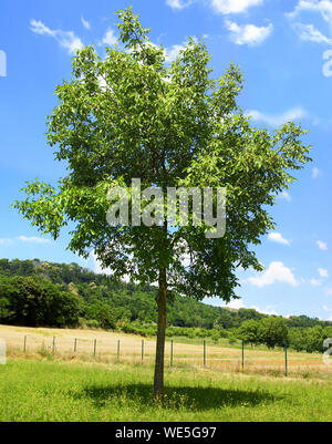 Walnut isolated in a field on blue sky background. Stock Photo