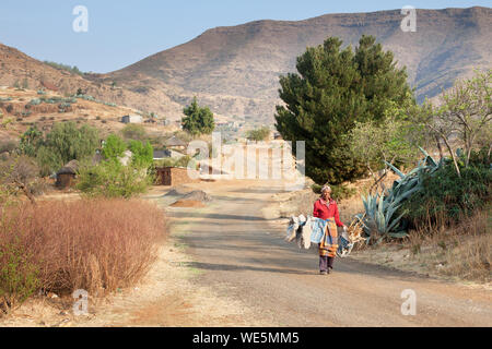 Ramabanta, Lesotho - September 20, 2017: african woman in national blanket dress on village street carries garbage and firewood, old basotho woman Stock Photo