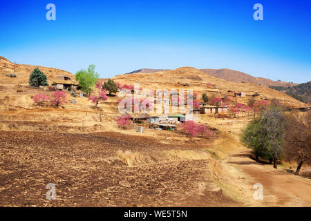 Drakensberg mountains landscape blossom peach trees, pink flowers, village, yellow slope, sunny day, blue sky, spring time in Lesotho, Southern Africa Stock Photo