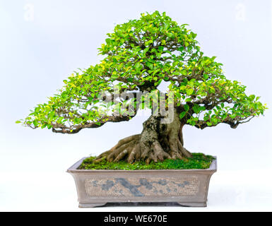Green old bonsai tree isolated on white background in a pot plant ...