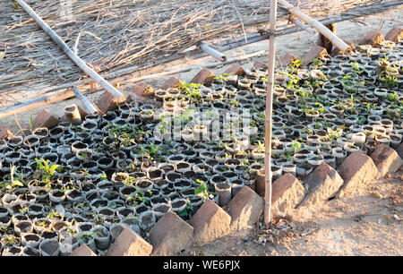 Small tree plantation in Madagascar - Let the jungle grow again Stock Photo