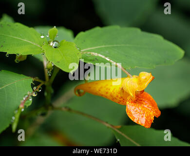 Jewelweed growing along the trail at Amicalola State Park on a rainy summer afternoon. Jewelweed (Impatiens capensis) is a very common annual with a b Stock Photo