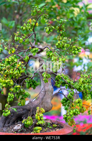 Star fruit bonsai tree laden contract in the garden from the dedicated care  of farmers Stock Photo - Alamy