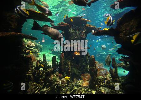 France, Pas de Calais, Boulogne sur Mer, Nausicaa aquarium, National Center of the Sea Stock Photo