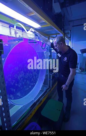 France, Pas de Calais, Boulogne sur Mer, Nausicaa aquarium, Boulogne sur Mer Sea National Center, the trainer feeds jellyfish Stock Photo