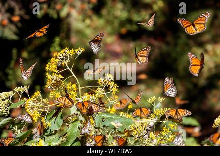 Mexico, Michoacan state, Angangueo, Unesco world heritage, Monarch Butterfly Biosphere Reserve, El Rosario, monarch butterflies (Danaus plexippus) Stock Photo